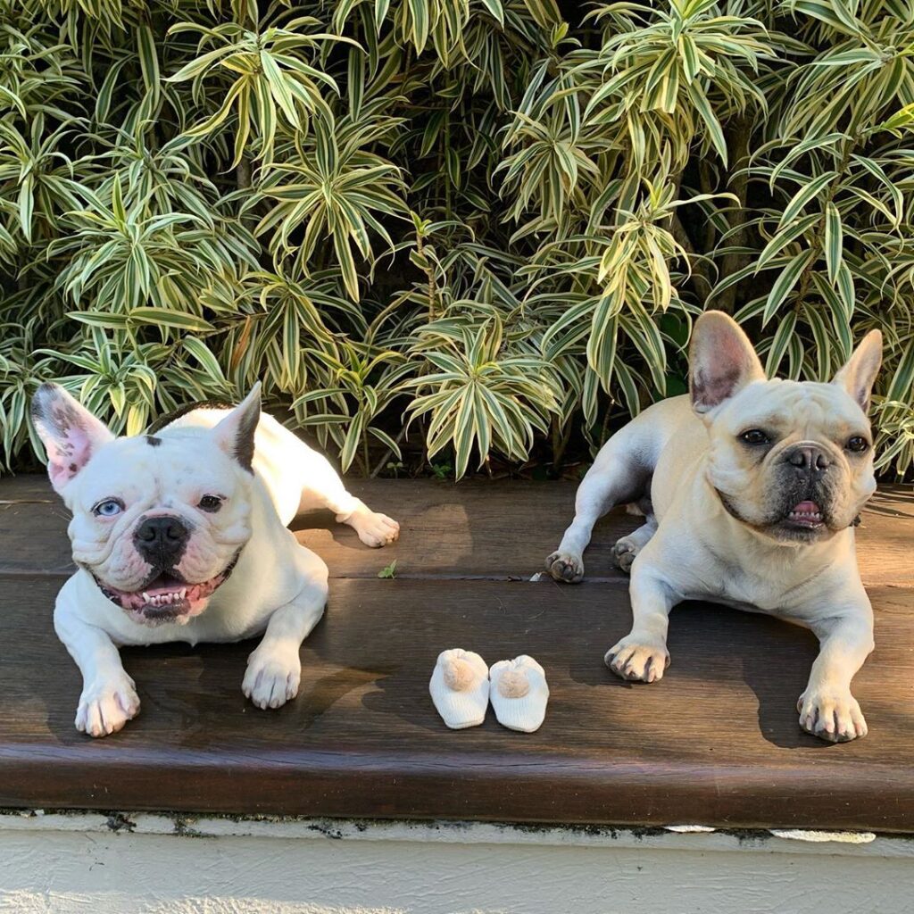 Ao lado dos sapatinhos, os "filhos" de quatro patas de Sthefany Brito (Foto: reprodução/Instagram)